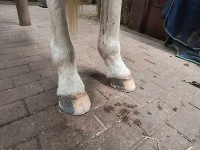 Farrier-Trims, View more