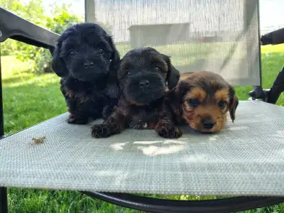 Cockapoo/Yorkie Puppies, View more