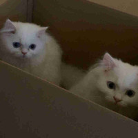 ⚠️ URGENT ⚠️ Two Persian Cats + All Supplies