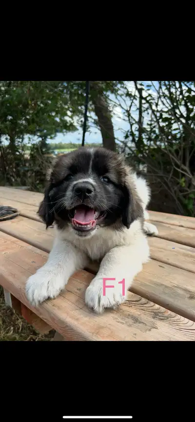 PURE CAUCASIAN SHEPHERD PUPPIES, View more