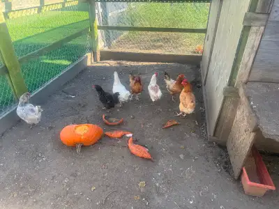 Chickens - Laying hens and roosters, View more