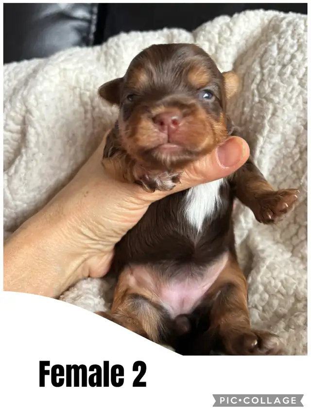 Biewer Terrier puppies in Dogs & Puppies for Rehoming in City of Toronto - Image 5