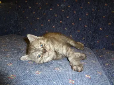 Silver Tabby British Shorthair Kitten Rare, View more