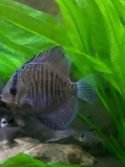 discus available, View more