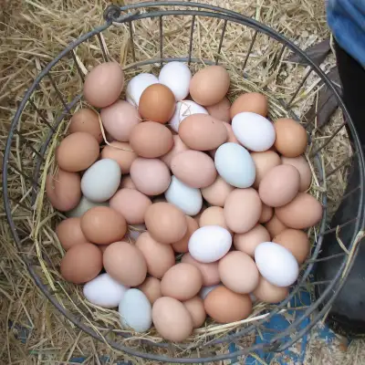 Limited stock 15$/doz Silkie Naked neck silkie Polish Ayam cemani Barnyard mix Can do my best to do...
