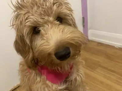 Toy poodle and Bichon, View more