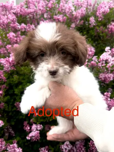 Serious inquiries only : We have 1 last adorable female miniature Aussiedoodle puppy left she is 8 w...
