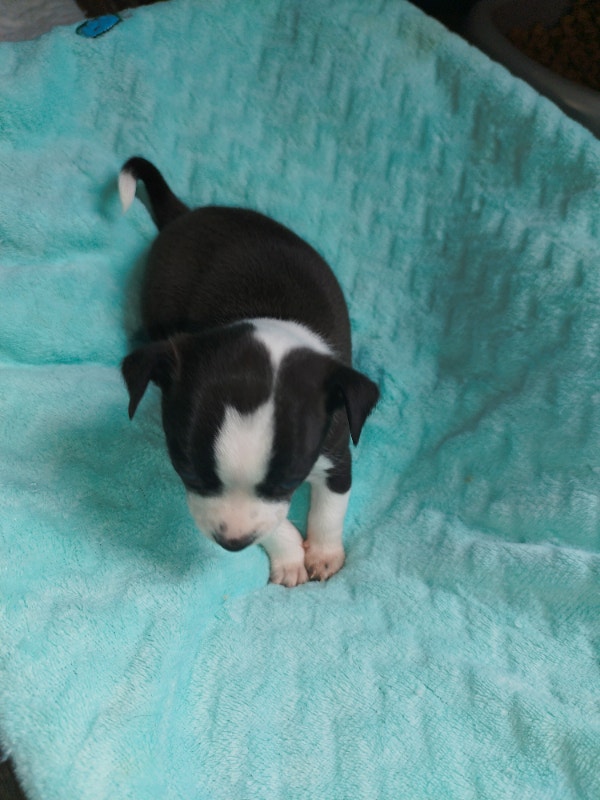 Chilier puppies Cavalier King Charles Spaniel x Chihuahua Dogs