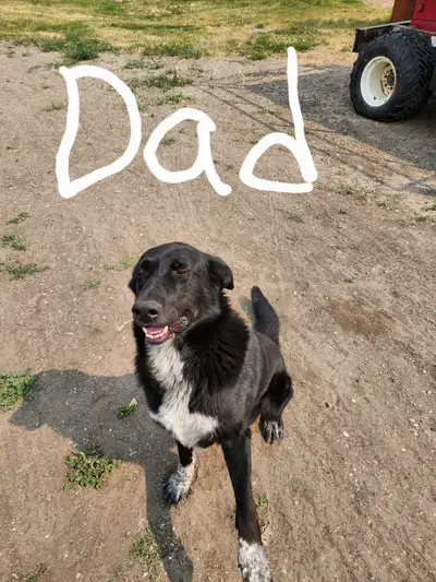 Farm puppies for sale, View more