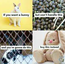 Rabbits live for 10-15 years and require a special rabbit savvy vet. Most are rehomed before their 1...
