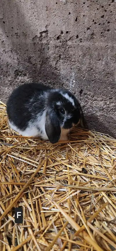 We have for sale Pure Holland Lop rabbits. We just simply don't have time for them anymore. They are...