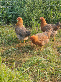 Bielfelder chicks and eggs 
