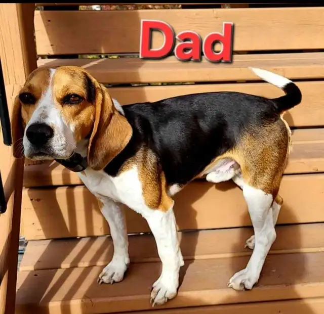 Beagle puppies for sale | Dogs & Puppies for Rehoming | Winnipeg | Free ...