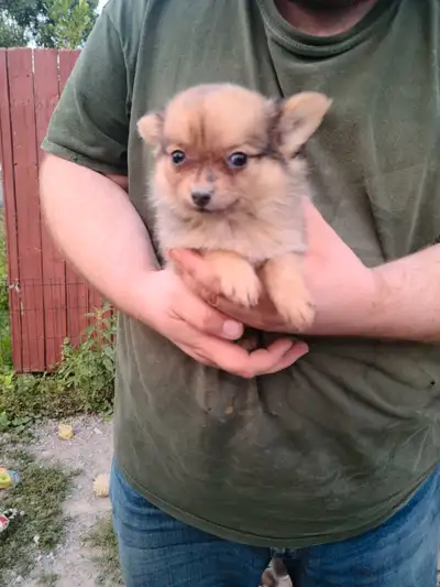 Pomeranian Puppies, View more