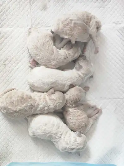 Bichon Poodle Puppies, View more