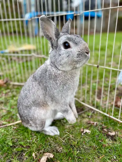 Male Bunny To Good Home (Netherland Dwarf), View more