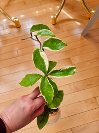 Hoya Carnosa Tricolor