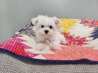 ❤️Tiny TOY sized! PURE Maltese Puppy - READY NOW! Edmonton Edmonton Area Preview