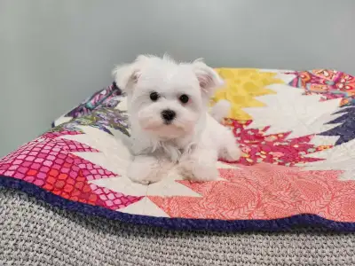 ❤️Tiny TOY sized! PURE Maltese Puppy - READY NOW!, View more
