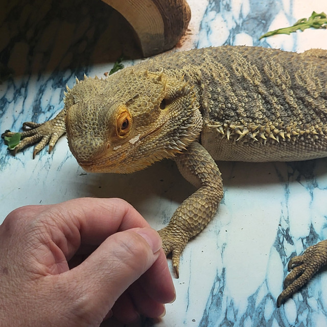 Bearded dragon for rehoming in Reptiles & Amphibians for Rehoming in Abbotsford - Image 4