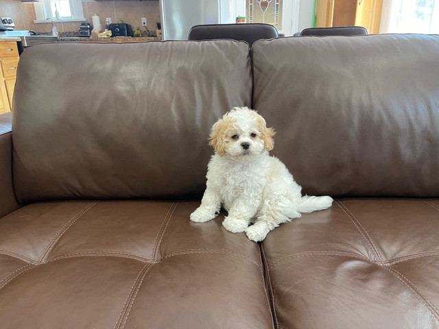 ❤️ Shih-Tzu x Bichon Frise ❤️ Shichon!! READY NOW! in Dogs & Puppies for Rehoming in Hamilton - Image 2