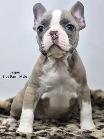 Frenchton Puppies “Rainbow Colours”, View more