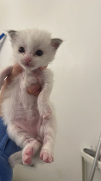 Available Seal bicolor kitten ready to be reserved 