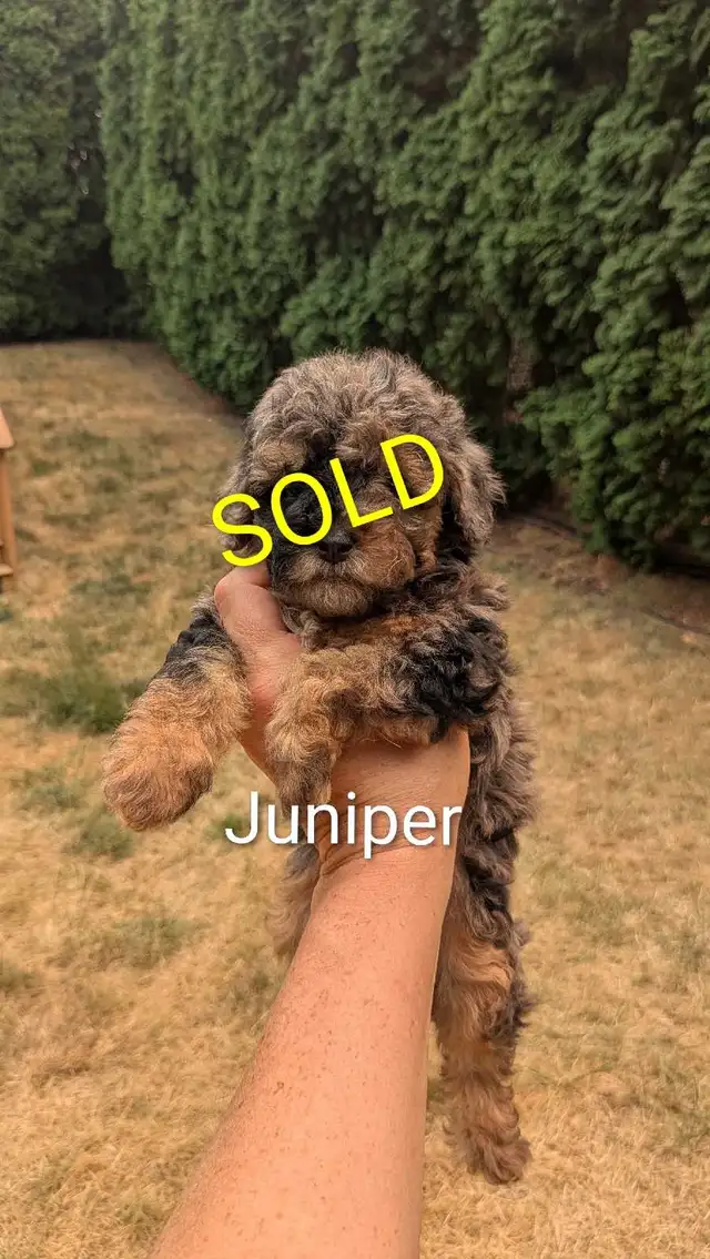 Mini Sheepadoodle Puppies in Dogs & Puppies for Rehoming in Vernon - Image 6