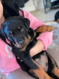 2 male rotti pups/9 weeks old ready to go to their forever homes