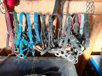 Foal halters for sale