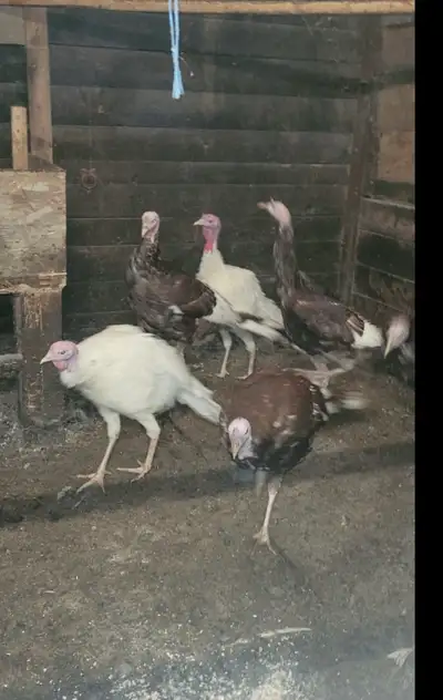 beltsville Tom’s, View more