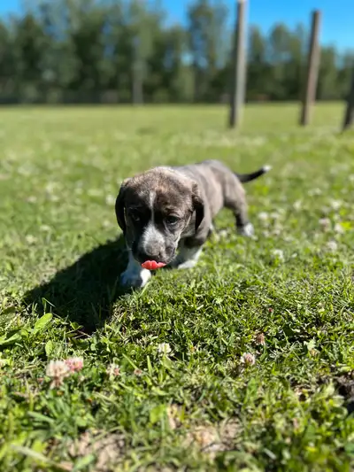 basset hound puppy’s , View more