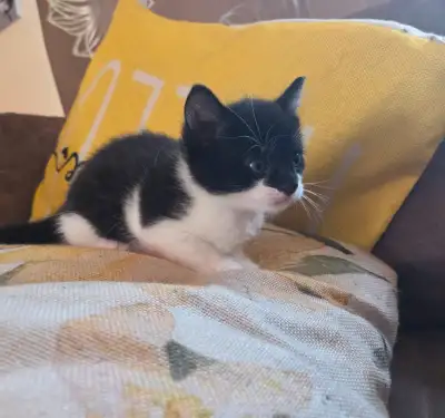 Sweet and playful boy kitten ready for his furever home June 27. Dewormed and deflead . I ask a $50...