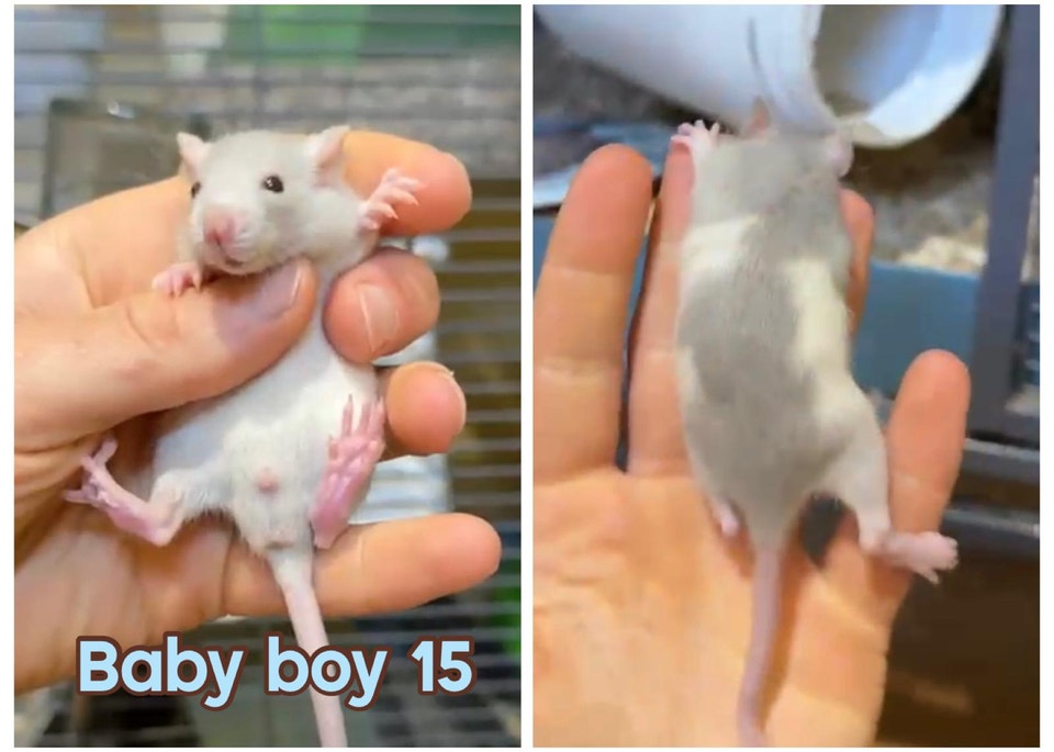Cute and curious baby boy rats looking for families | Small Animals for ...
