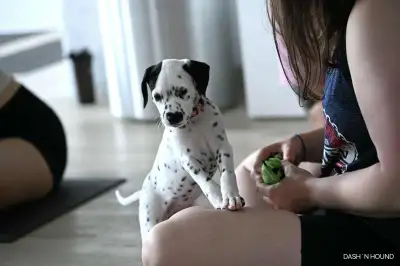 Dalmatien chiots / Dalmatian puppies, View more