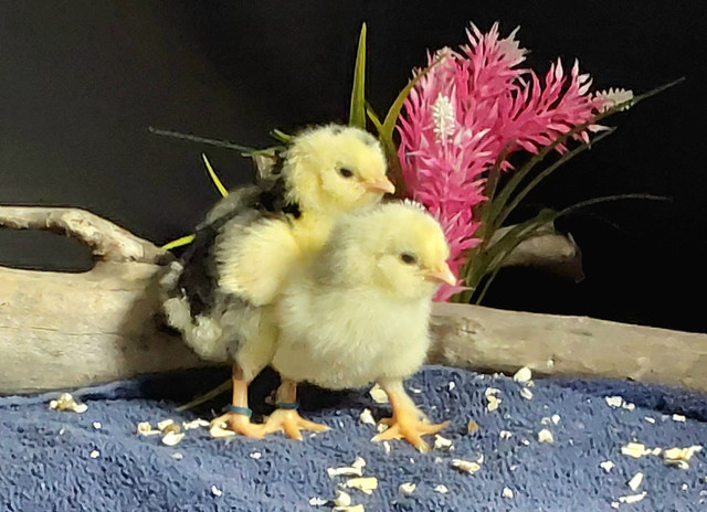 Oeufs fécondés de poules de races fantaisies dans Animaux de ferme  à Saguenay - Image 4
