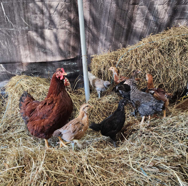 Chicken hatching eggs in Livestock in Bridgewater - Image 2