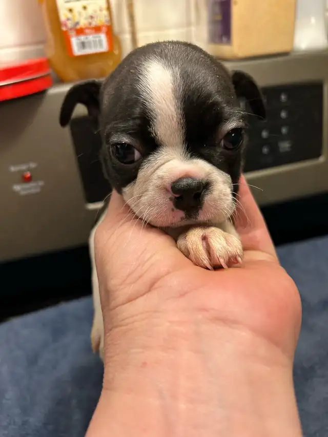 boston terriers in Dogs & Puppies for Rehoming in Prince George - Image 2