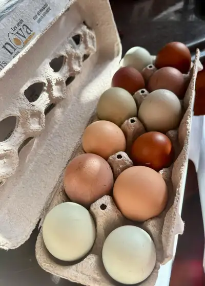 Easter/Olive Egger hatching eggs, View more