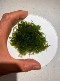 Aquarium plant Java moss