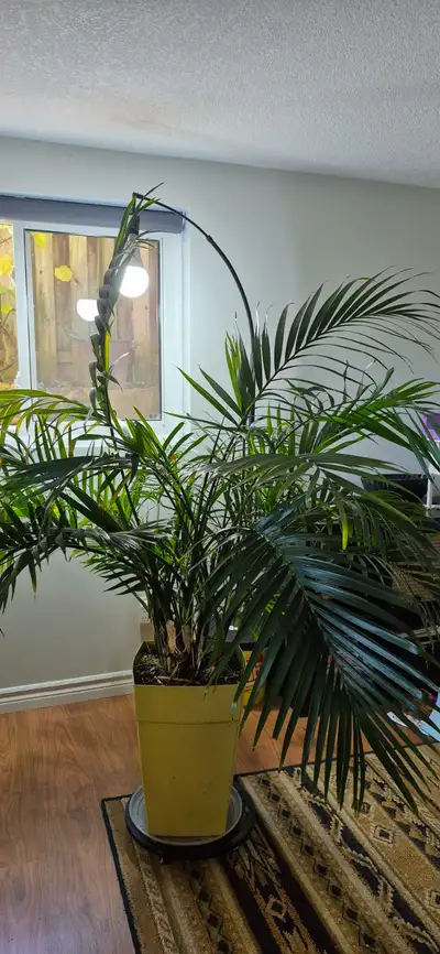 Large  Parlor palm ., View more