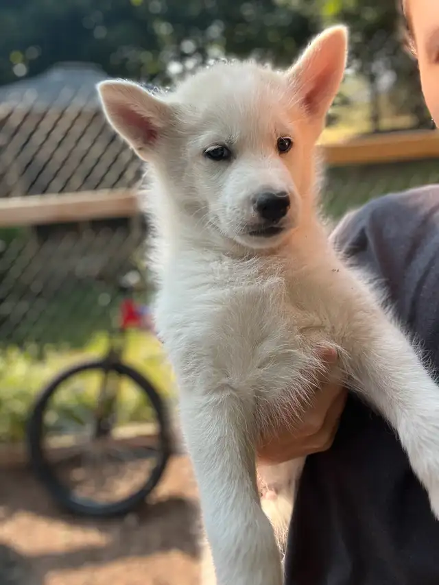 Pomsky Puppies - Ready for Homes July 18th in Dogs & Puppies for Rehoming in Markham / York Region - Image 3