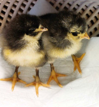 BBS Orpington Chicks 