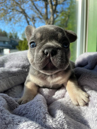CKC REGISTERED FRENCH BULLDOGS READY SOON