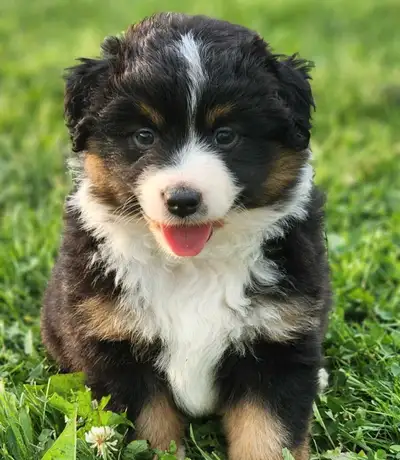 Miniature American Shepherds AKA Miniature Australian Shepherd, View more