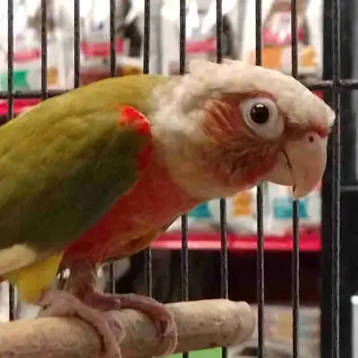 Red Factor pineapple conure, View more