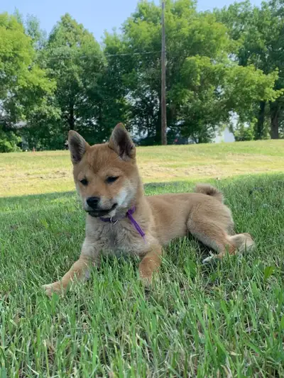 We have five girls ready to be rehomed today. They are healthy and well socialized. They come with t...