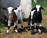Purebred “Fainting” Goats Babies!