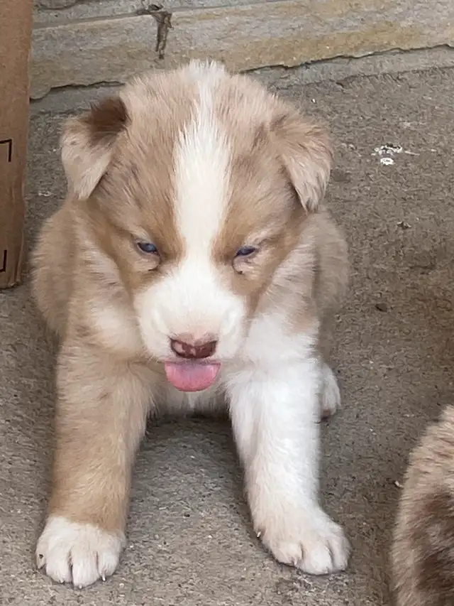 Australian Shepherd x Husky Puppies in Dogs & Puppies for Rehoming in Stratford - Image 9