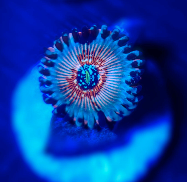 Seduction Zoas - Saltwater Coral in Fish for Rehoming in Calgary - Image 2